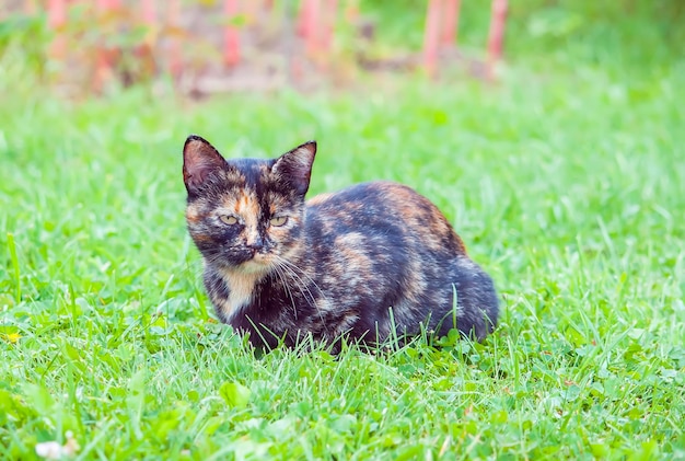 Cute kitten sitting in farm wooden shed building