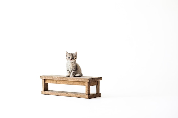 Photo cute kitten sitting on a wooden bench