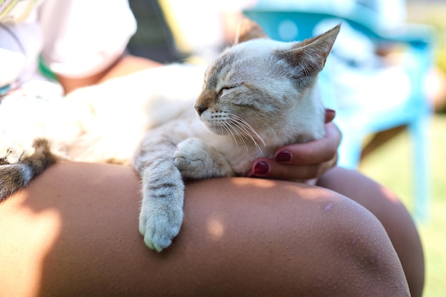 Cute kitten sleeping in a girl39s knees