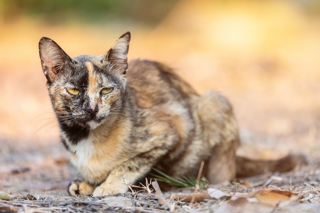 Cute kitten Thailand in the garden grass under