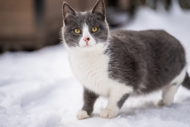 Cute kitten walking in the snow in winter