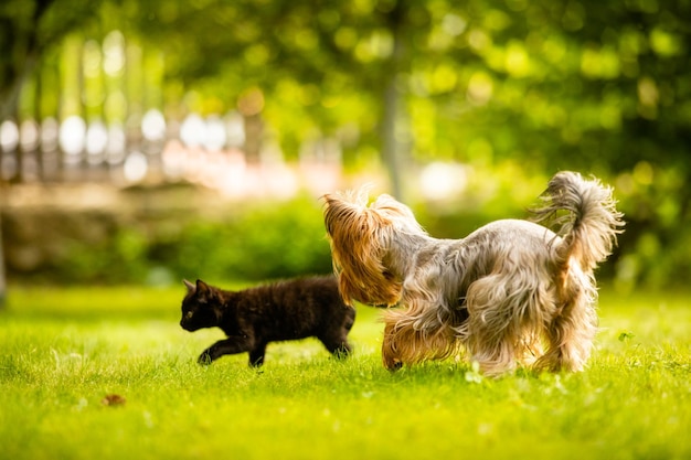 Cute kitten and Yorkshire terrier playing outside on grass