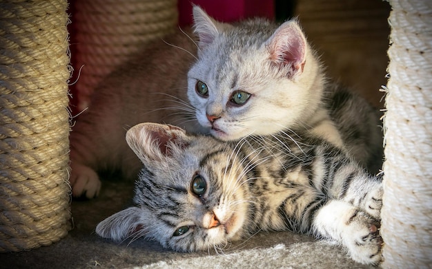 Cute kittens are playing at home.