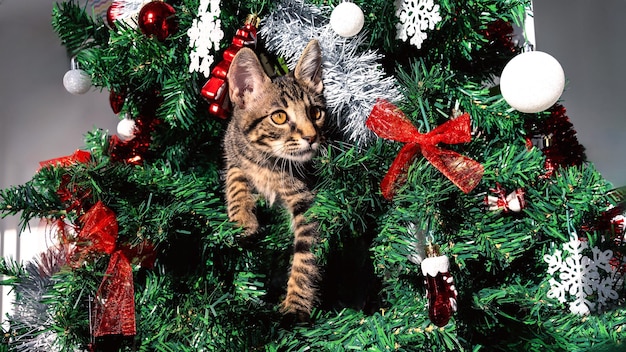 A cute kitty on Christmas tree playfully breaking some of beautiful decoration