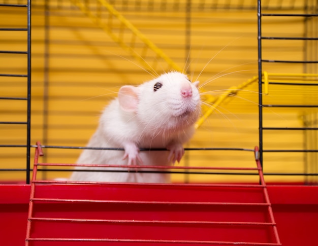 Cute laboratory rat of the dumbo breed in a cage