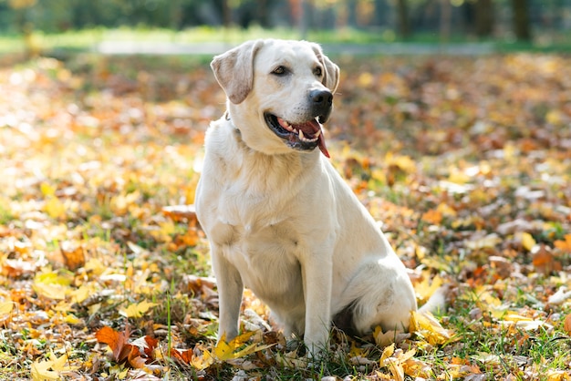 Cute labrador outside in the park