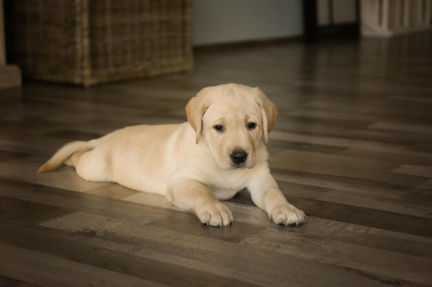 Photo cute labrador retriever puppy lying on floor at home