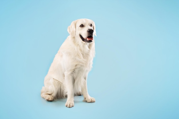 Cute ladrador dog resting and looking away sitting on floor isolated over blue studio background