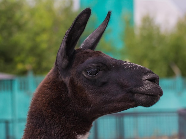 Cute lama alpaca animal closeup portrait