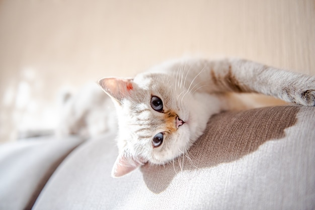 A cute light gray British cat with blue eyes lies on a gray sofa