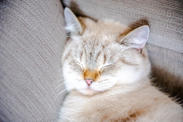 A cute light gray British cat with blue eyes lies on a gray sofa