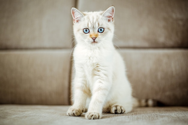 A cute light gray British kitten with blue eyes is sitting on a gray sofa