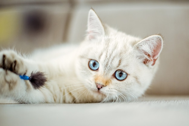 A cute light gray British kitten with blue eyes lies on a gray sofa