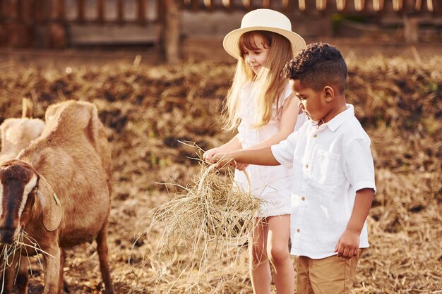 Cute little african american boy with european girl is on the farm with goats