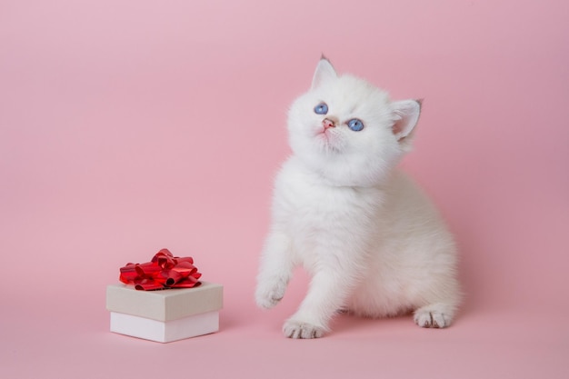 Cute little baby white kitten with a gift on a pink background