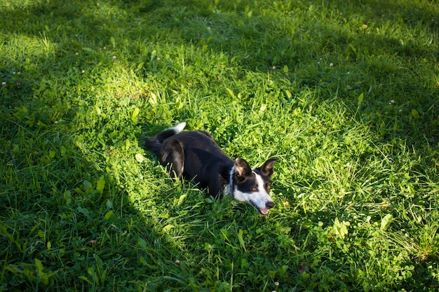 A cute little black and white dog covers his nose with his leg as if to ward off an offending smell