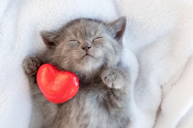 Cute little bluegray British kitten sleeping wrapped in a white plaid blanket with a red heart