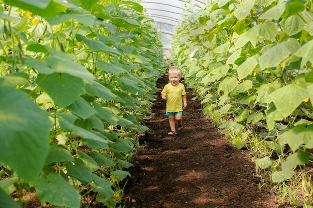 Cute little boy happily runs through the greenhouse with cucumbers in the garden Eco farming