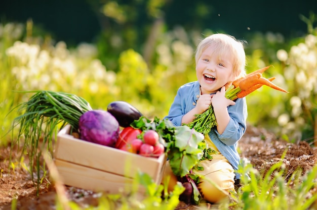 Cute little boy holding a bunch of fresh organic carrots in domestic garden