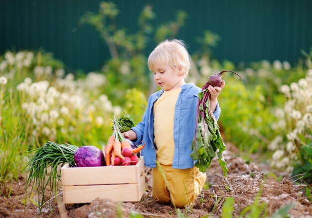 Cute little boy holding fresh organic beet in domestic garden