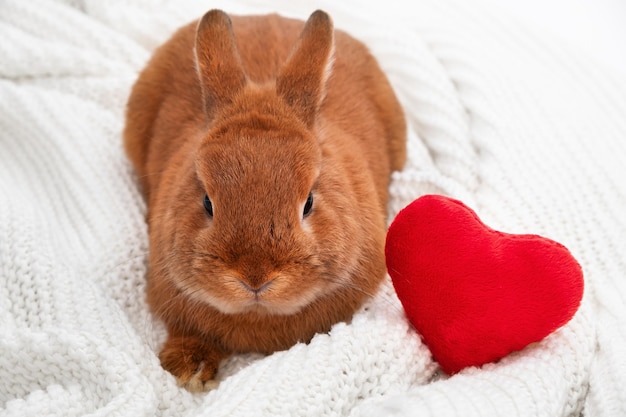 Cute little brown decorative bunnyrabbit looking at camera on white cozy plaid near red soft plush heartValentine daylove to petanimal concept