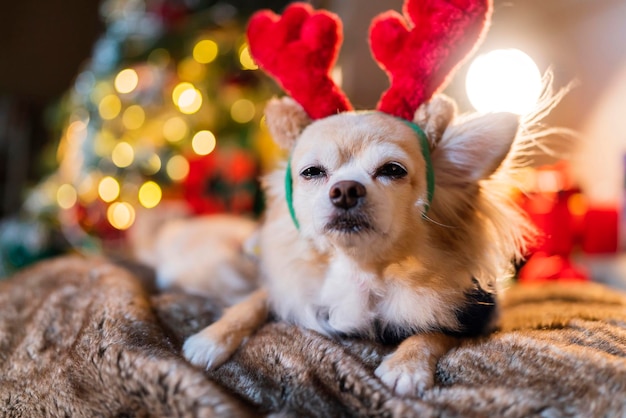 Cute little brown fur chihuahua dog wear reindeer red costume and sweater winter cloth sit relax casual smiling happiness cheerful on sofa couch with chritsmas tree light bokeh background