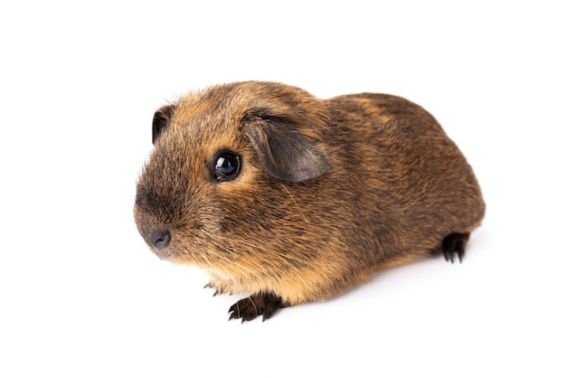 Cute little brown guinea pig isolated on white background domestic guinea pig