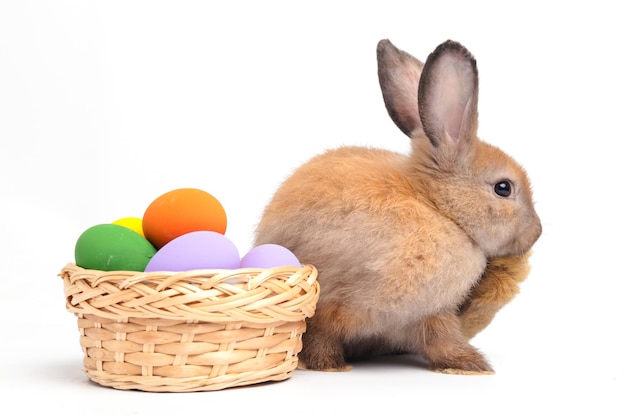 A cute little brown rabbit is on a white background Concept of small mammals Easter