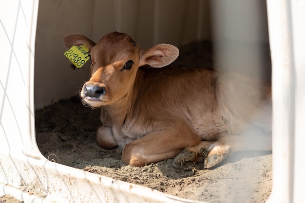 Cute little calf with ear tags in individual enclosure Livestock cow farm