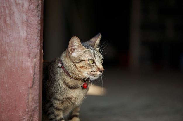 A cute little cat is sitting at the door of the houseCopy space close up background Adorable domestic pet concept