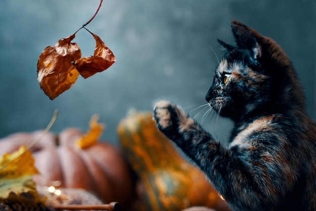 Cute little cat playing with a dry autumn leaf a cat and two large ripe pumpkins of different shapes...