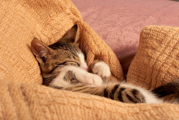 Cute little cat sleeping in the bed on a blanket