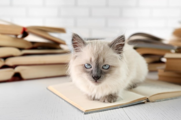 Photo cute little cat with books on light background