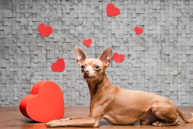 Cute little chihuahua dog surrounded by hearts