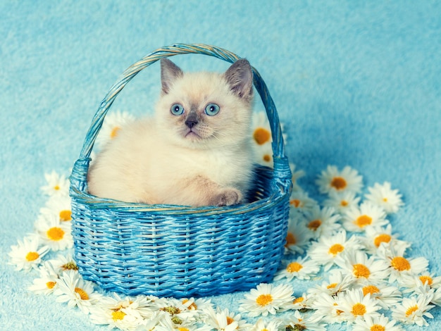 Cute little color point kitten sitting in a basket on chamomile flowers