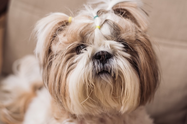 A cute little dog shi tzu sits indoors on a chair. funny puppy shih tsu is at home