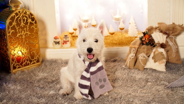 Cute little dog sitting by the fireplace on Christmas