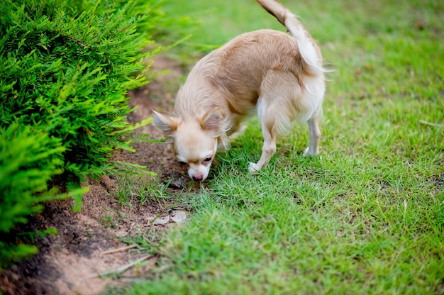 Cute little dog walking in the grass in front of the house.