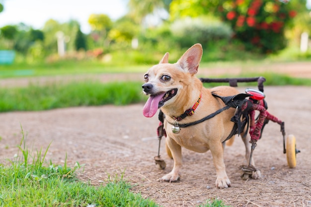 Cute little dog in wheelchair or cart walking in grass field