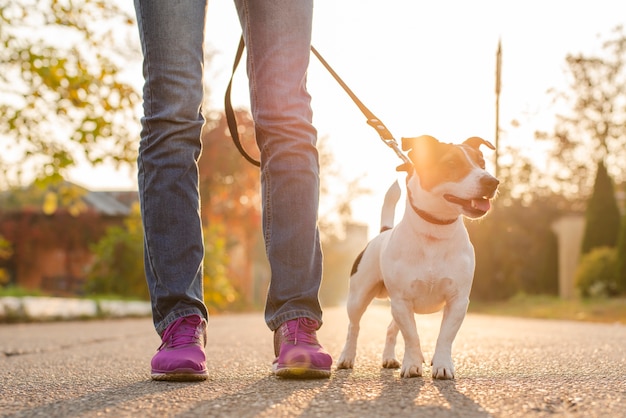 Cute little dog with his owner outdoors