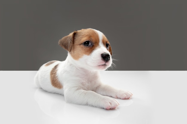 Cute and little doggy posing cheerful isolated on gray