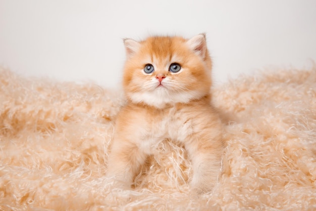 Cute little fluffy red kitten is lying on a beige fur blanket