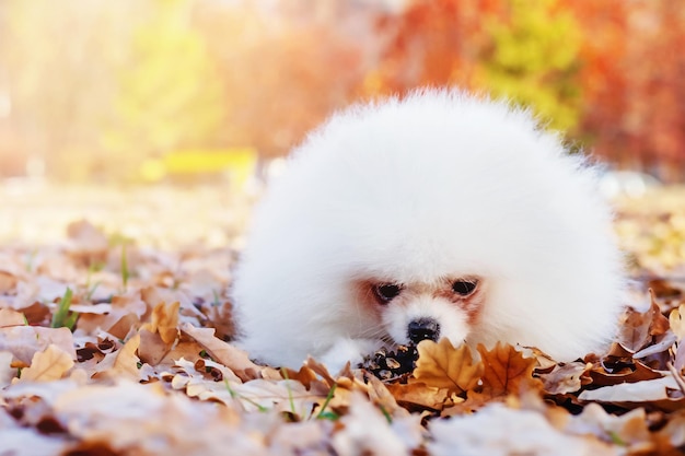 Cute little fluffy white Pomeranian spitz lies in autumn leaves on sunny warm day in the park, close-up