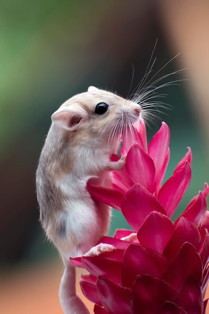 Cute little gerbil on red flowers