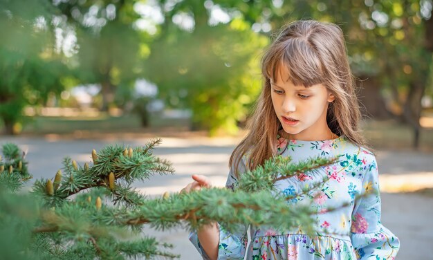 A cute little girl looks at a coniferous tree branch with cones in the park.