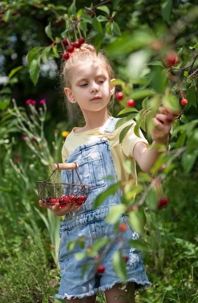 Cute little girl picks a cherry from a tree in cherry garden