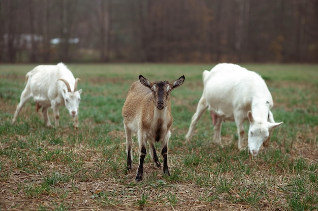 Cute little goats graze on the field against the backdrop of the forest in the village