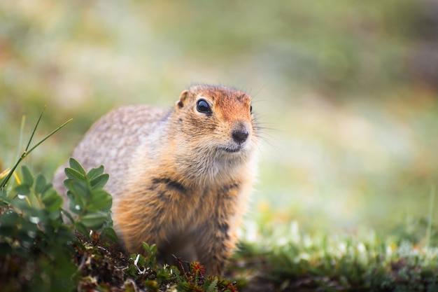 Cute little gopher sitting in the grass and looking into the distance Wildlife of Kamchatka Russia