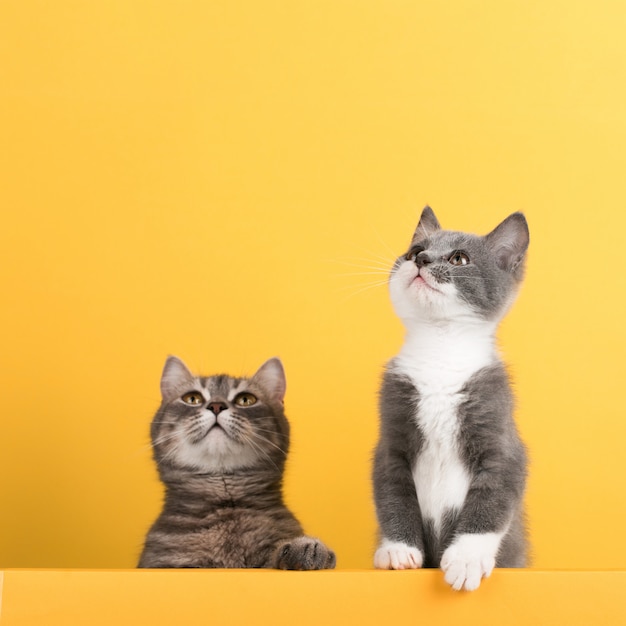 Cute little gray cat and kitten, on a yellow , looks and plays. Buisiness , , copyspace.