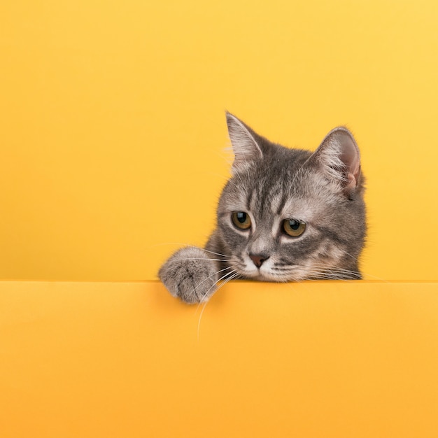 Cute little gray cat, on a yellow , looks and plays. Buisiness , , copyspace.